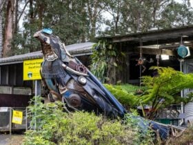 Bower Bird at the Bowerhouse