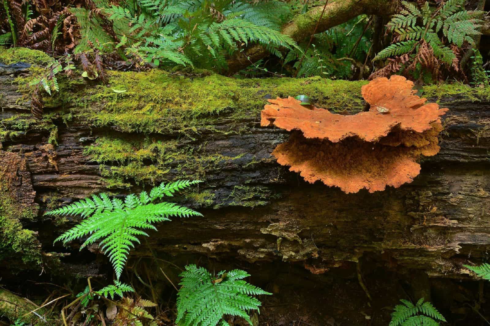 fungi