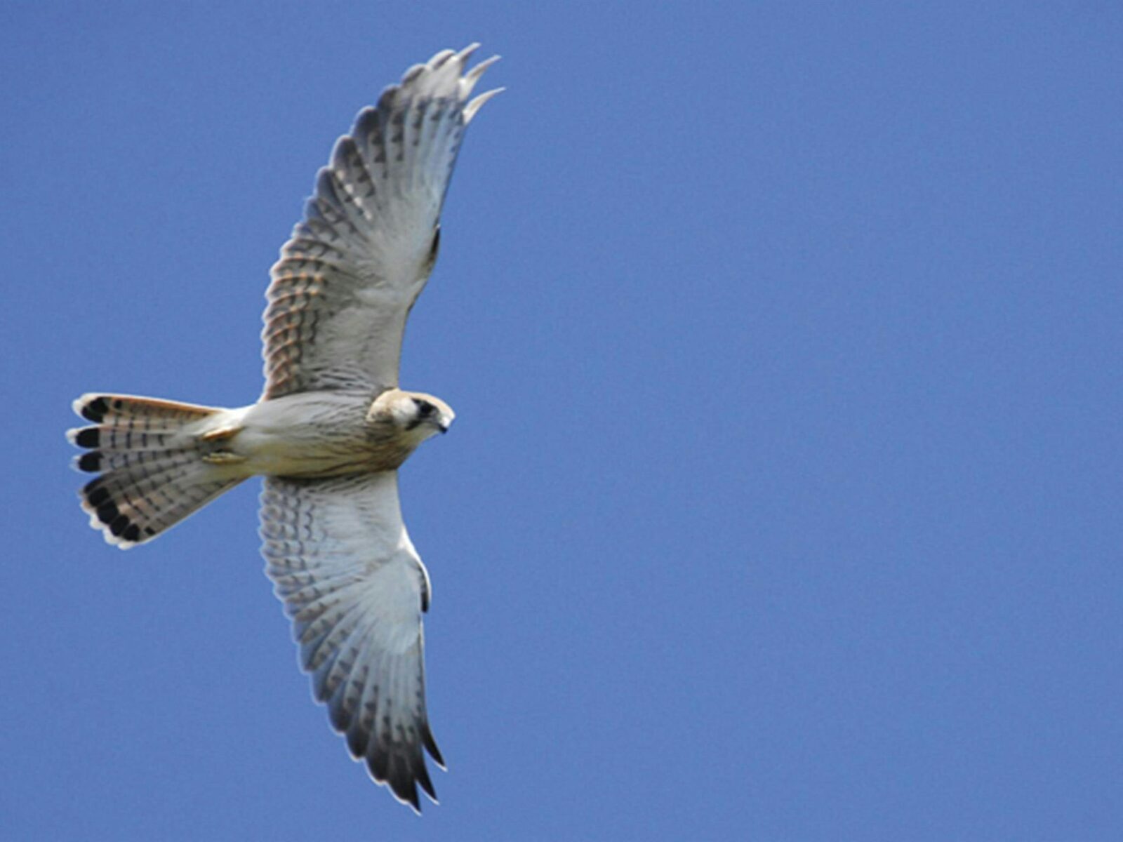 Australasian or Nankeen kestrel in flight. Photo: Stuart Cohen/OEH