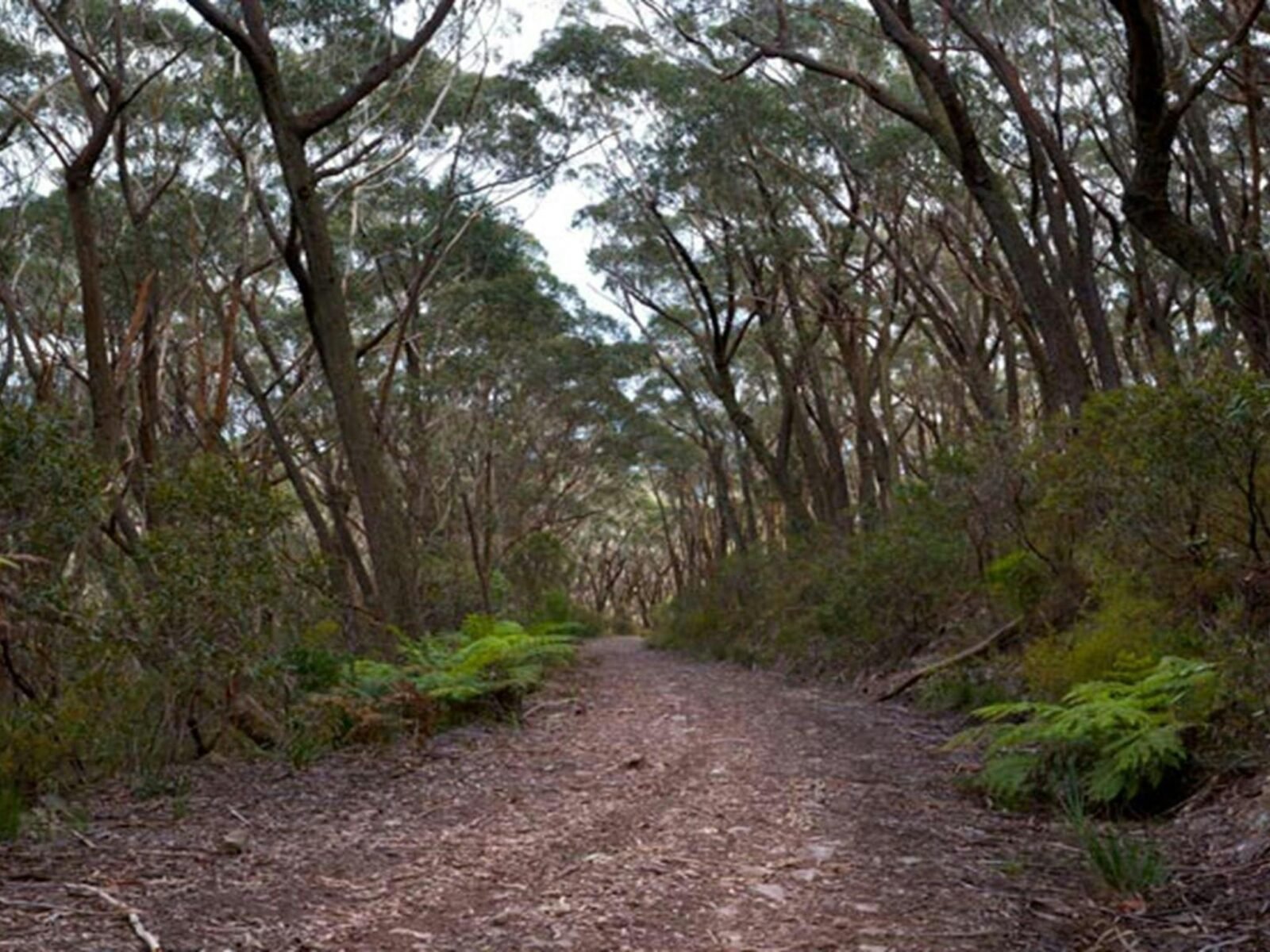Mount Budawang trail path, Budawang National Park. Photo: Lucas Boyd © DPIE