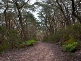 Mount Budawang trail path, Budawang National Park. Photo: Lucas Boyd © DPIE