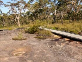 Bulgandry Art Site Aboriginal Place, Brisbane Water National Park. Photo: John Yurasek © OEH