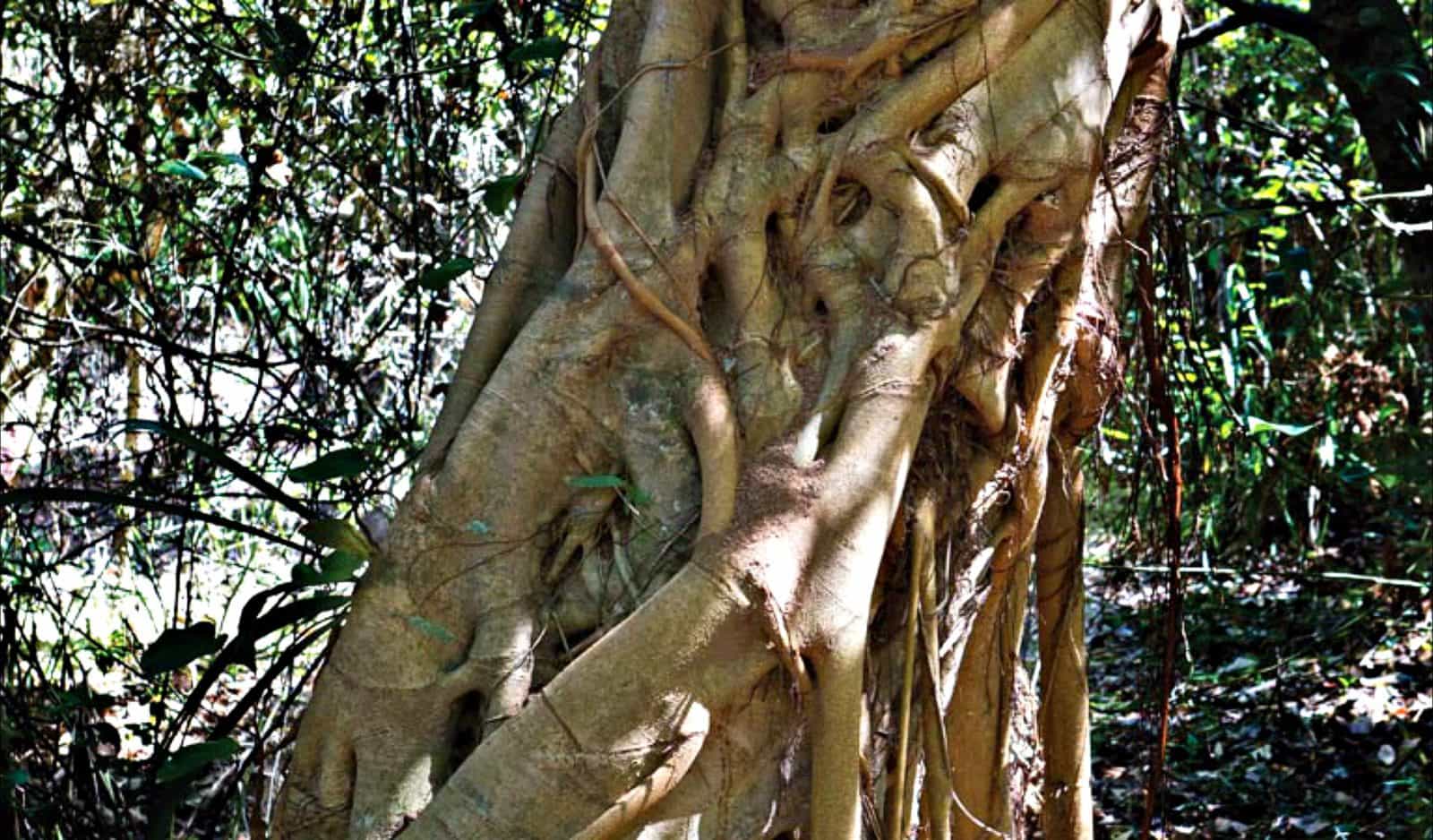 Bundagaree Rainforest walk, Bongil Bongil National Park. Photo: Rob Cleary