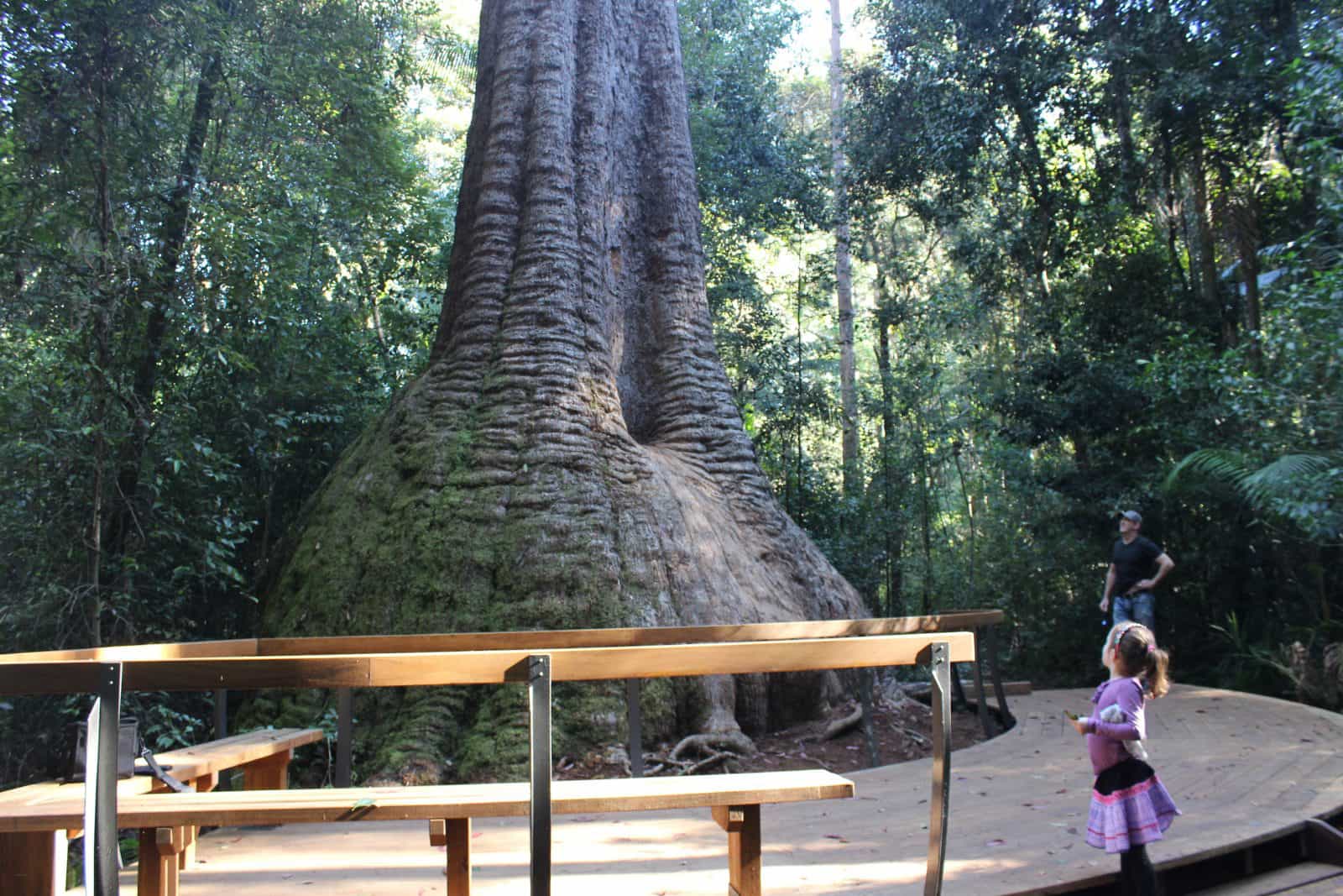 Old Bottlebutt in Burrawan State Forest
