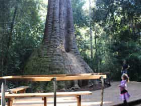 Old Bottlebutt in Burrawan State Forest