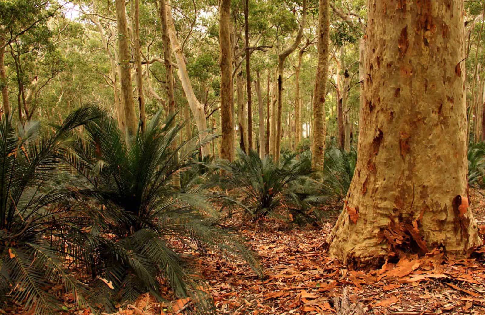 Burrawangs in Murramarang National Park. Photo: John Yurasek