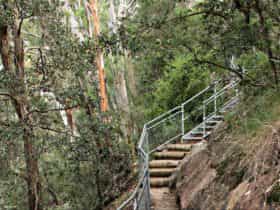 Staircase on Caleys lookout track. Photo: John Yurasek