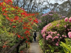 Rhodos and azaleas in spring