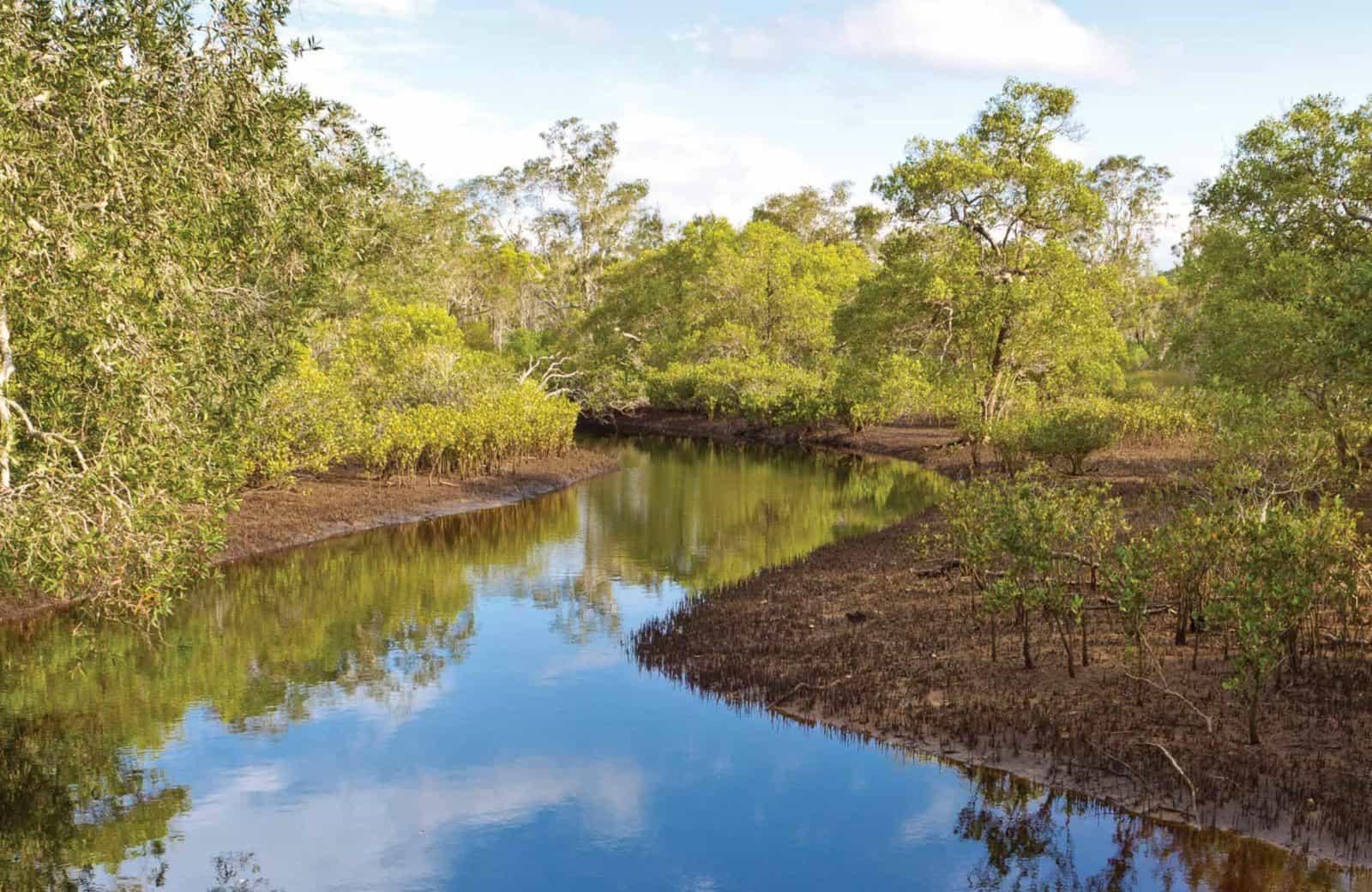 Evans River paddle route, Bundjalung National Park. Artist: Rob Cleary