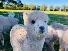 Alpaca