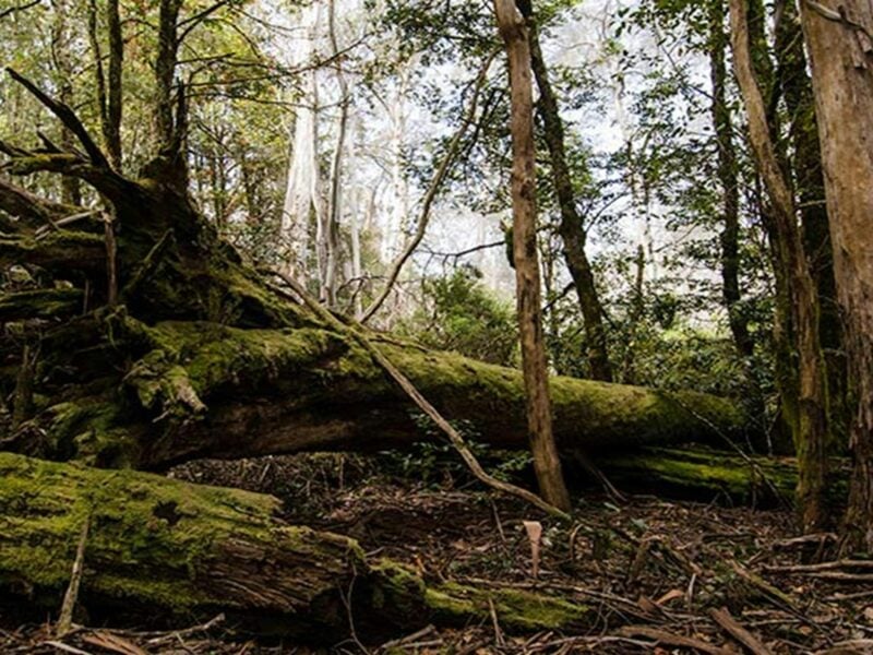 Careys Peak trail, Barrington Tops National Park. Photo: John Spencer © OEH