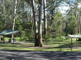 A picnic and barbecue shelter surrounded by trees with carpark in the foreground at Carter Creek