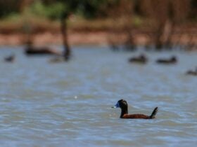 Blue-billed duck, Narriearra Caryapundy Swamp National Park. Photo: Courtney Davies © DPIE