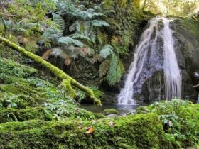 Cascades walking track, New England National Park. Photo: L Burke