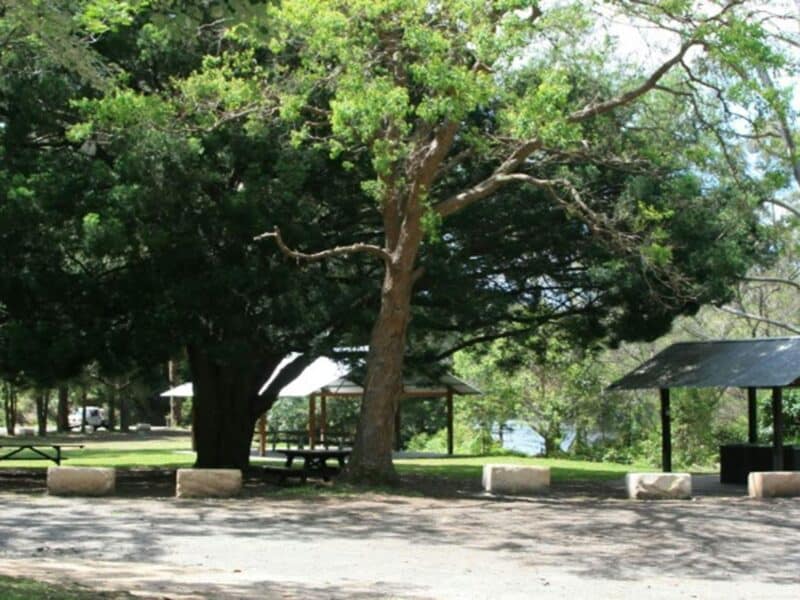 Picnic shelters under trees with the river in the background at Casuarina Point picnic area, Lane