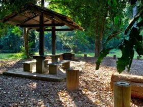 Cedar Park picnic area, Ngambaa Nature Reserve. Photo: Rob Cleary © OEH