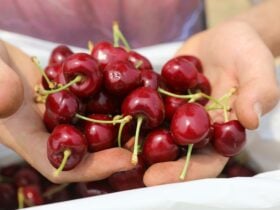 Cherries