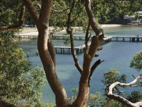 Netted swimming enclosure Chowder Bay â Gooree, Sydney Harbour National Park. Photo credit: K
