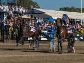 Harness racing at Club Menangle