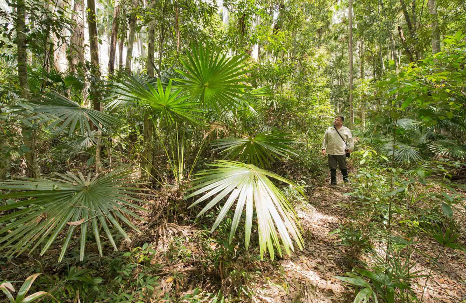 Coachwood loop walking track, Wallingat National Park. Photo: John Spencer