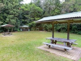 Picnic shelters at Coachwood picnic area in Washpool National Park. Photo: Rob Cleary © OEH
