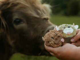 highland cow reaching out to sniff cow-decorated cupcakes
