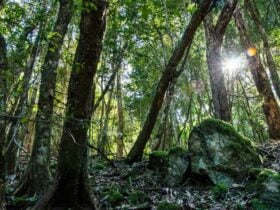 Hidden Treasure trail, Copeland Tops State Conservation Area. Photo: John Spencer © DPIE