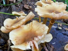 Coramba Nature Reserve. Photo: Robert Cleary © DPIE