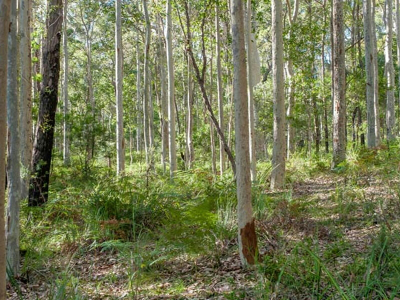 Bushland along Anabranch loop track in Corramy Regional Park. Photo: Michael van Ewijk © DPIE