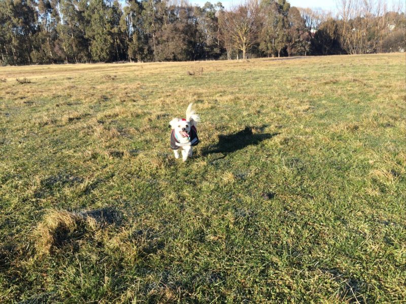 Dog playing