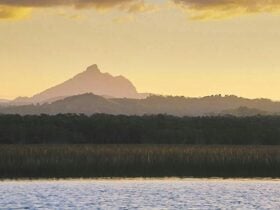 Cudgen Nature Reserve. Photo: NSW Government