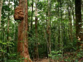 Culmaran Loop, Richmond Range National Park. Photo: J Atkins/NSW Government