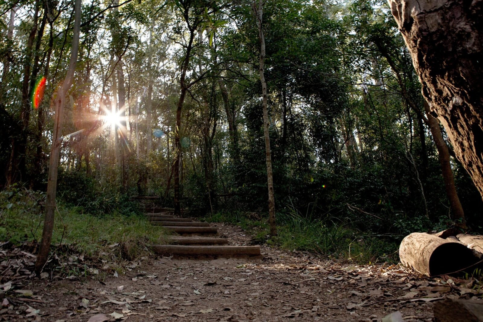 Walking track in Cumberland State Forest