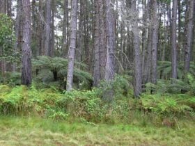 Daisy Plains picnic area, Carrai National Park. Photo: NSW Government