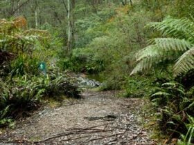 Dasyurus picnic area, Monga National Park. Photo: Lucas Boyd © OEH