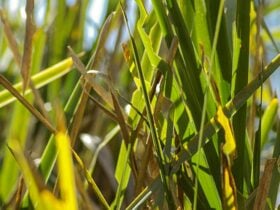 Grass Photo:Emily Ingram Copyright:NSW Government