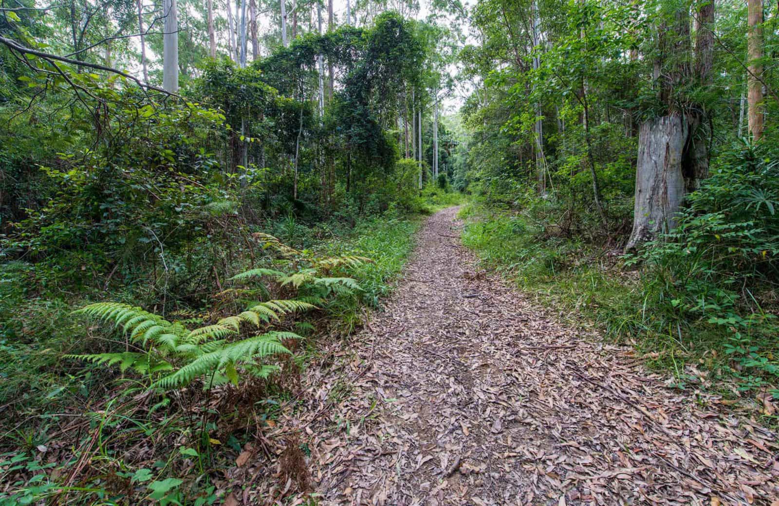 Double Wharf trail, Wallingat National Park. Photo: John Spencer
