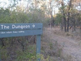 Dungeon lookout, Kwiambal National Park. Photo: NSW Government