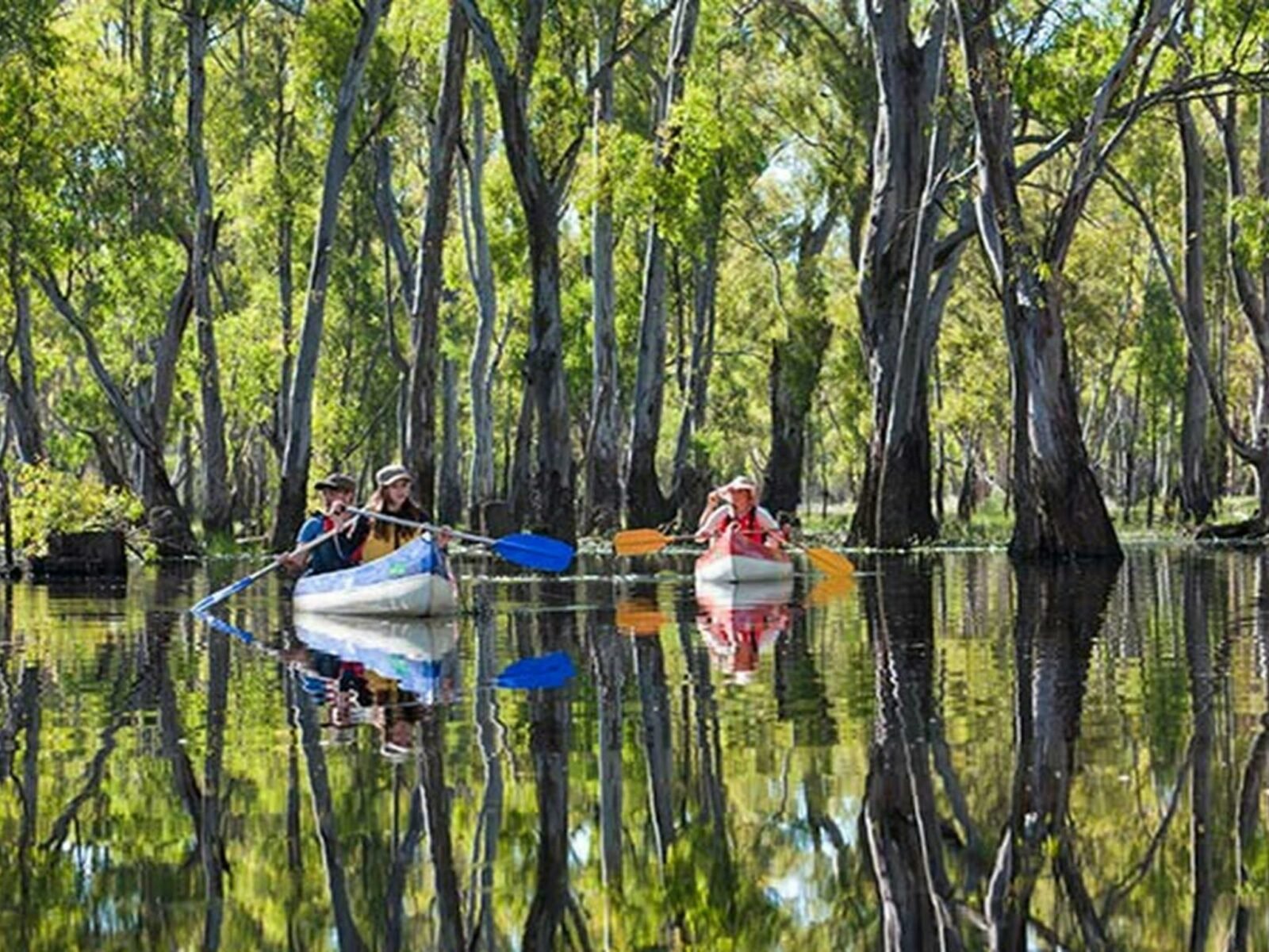 Edward River canoe and kayak trail, Murray Valley National Park. Photo: David Finnegan © OEH