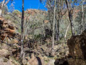 Eualdrie walking track, Weddin Mountains National Park. Photo: C Davis