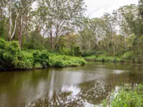 Fiddens Wharf walking track, Lane Cove National Park. Photo: John Spencer