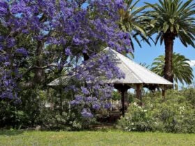 outdoor sitting area covered by a jacaranda tree