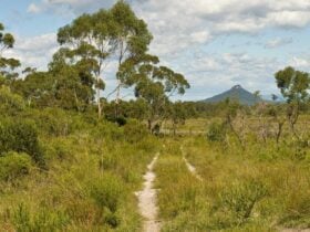 Little Forest walking track, Morton National Park. Photo: Michael van Ewijk