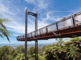 The Forest Sky Pier at Sealy Lookout