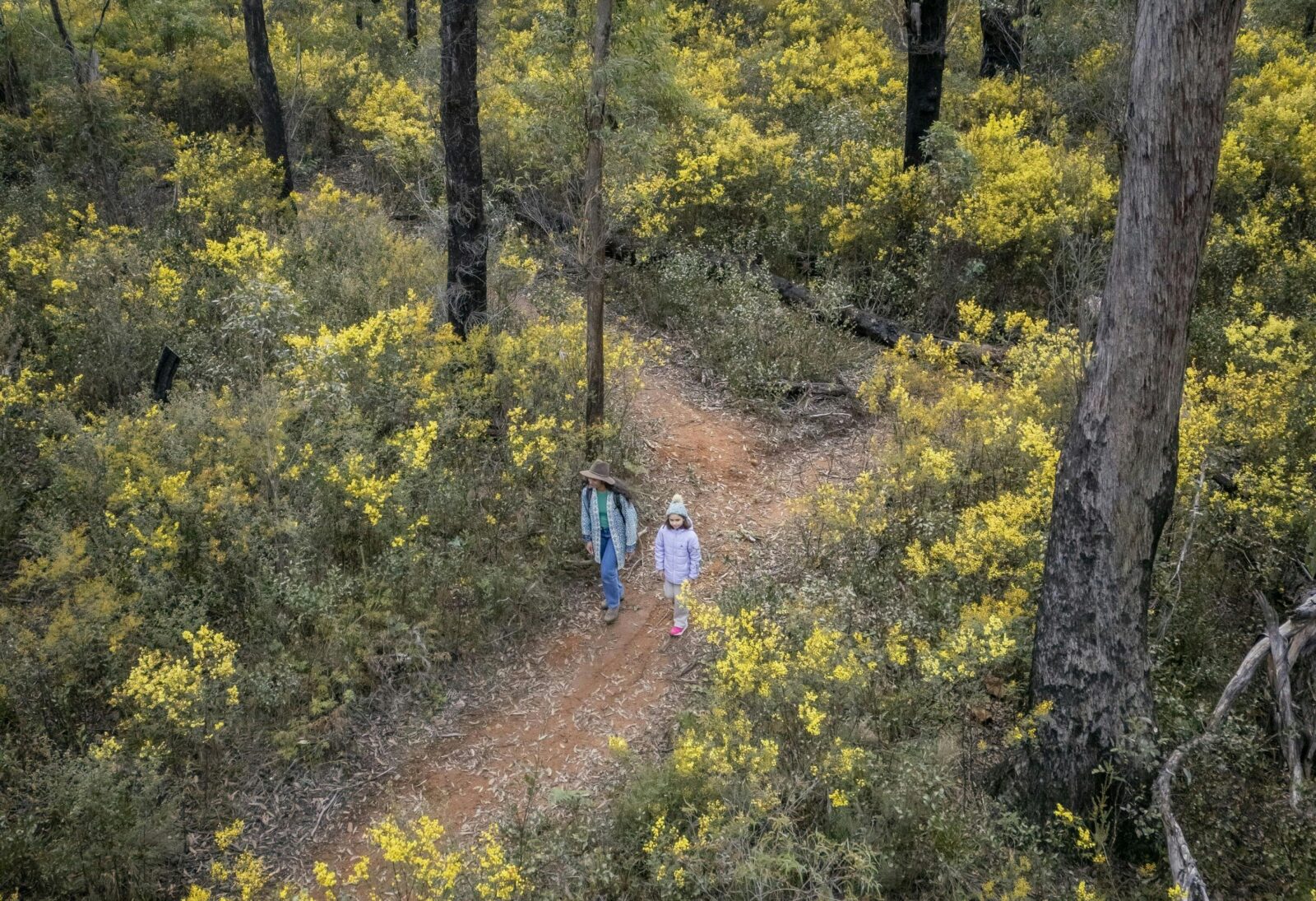 Broad Swamp Loop Track with wattle
