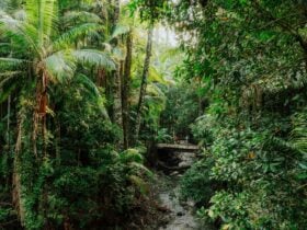 Two hikers crossing a bridge through the rainforest on Gidjuum Gulganyi Walk.