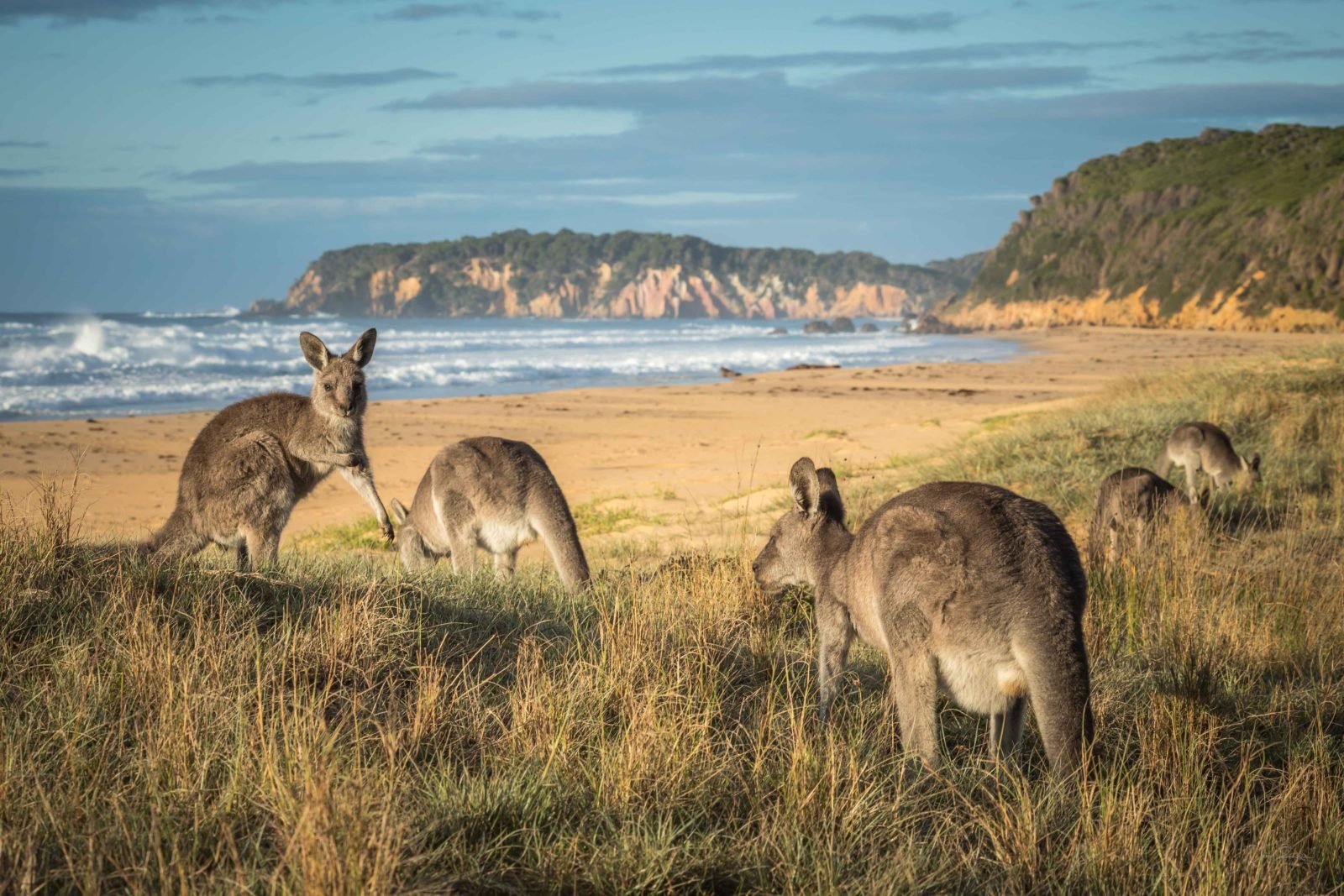 Gillards Beach, Mimosa Rocks National Park, Tathra, Sapphire Coast