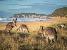 Gillards Beach, Mimosa Rocks National Park, Tathra, Sapphire Coast