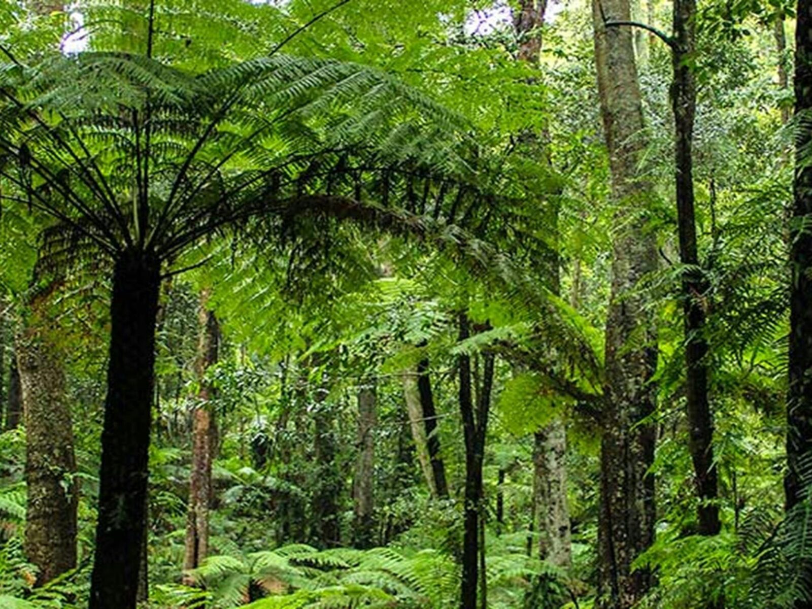 Goodenia Rainforest picnic area, South East Forest National Park. Photo credit: John Yurasek ©
