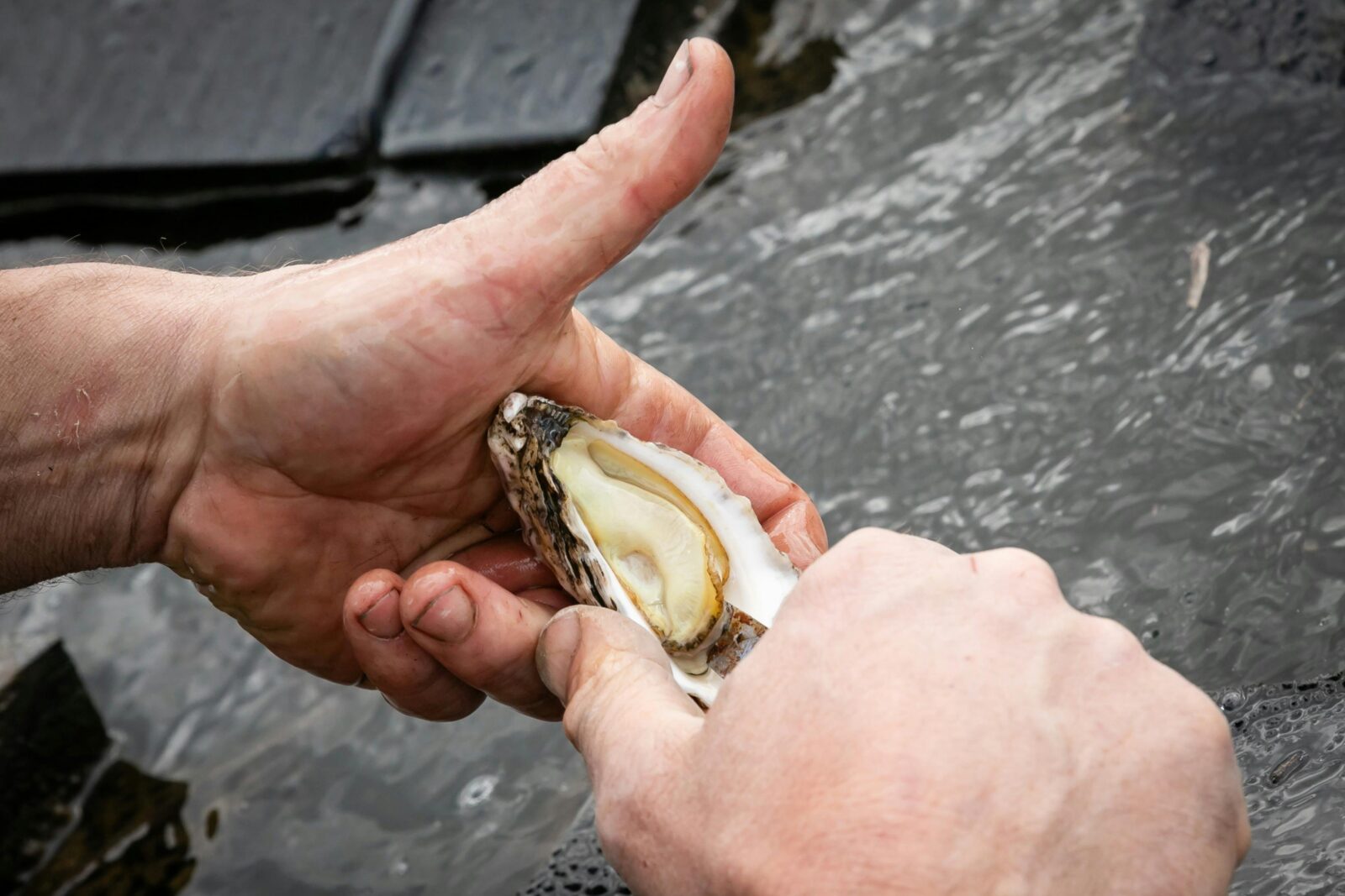 Hands holding and opening oysters